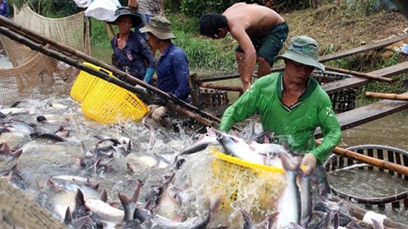 Over 20 Vietnamese basa fish exporters withdraw from EU market